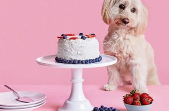 Dog Food Cake Recipe