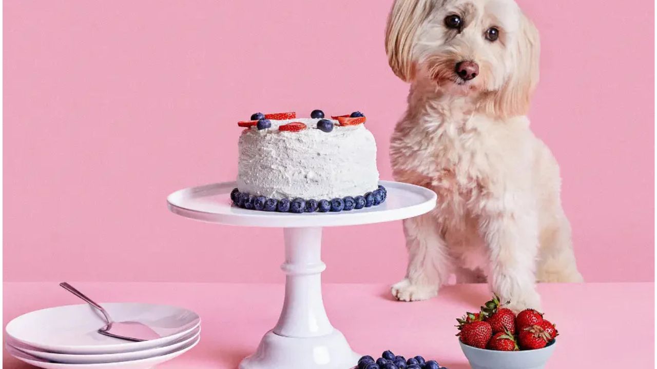 Dog Food Cake Recipe