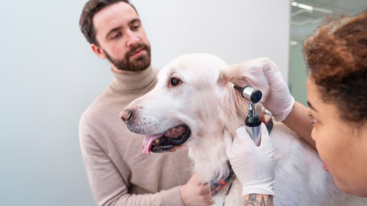 How to check cat body condition?
