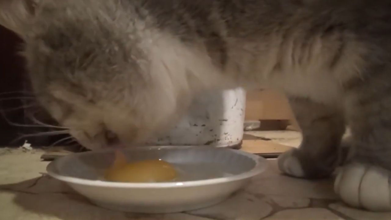 Can I give my cat egg yolk?