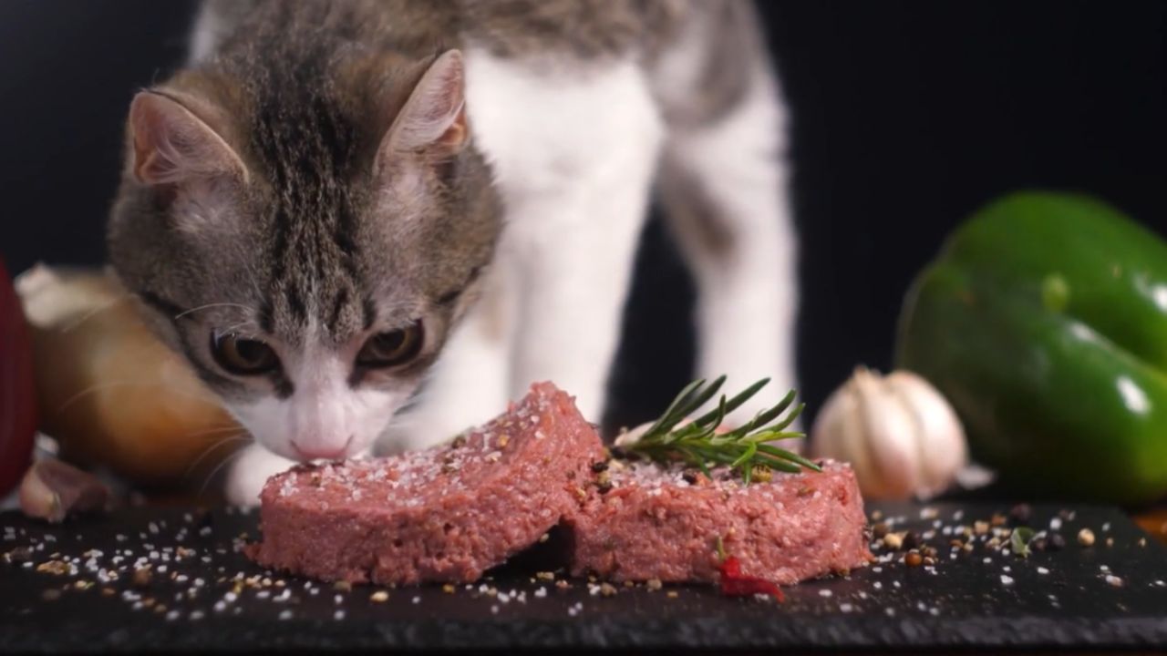 What are things cats can't eat?