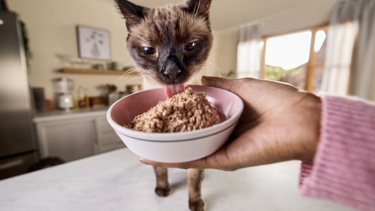 Is beef good for cats to eat?