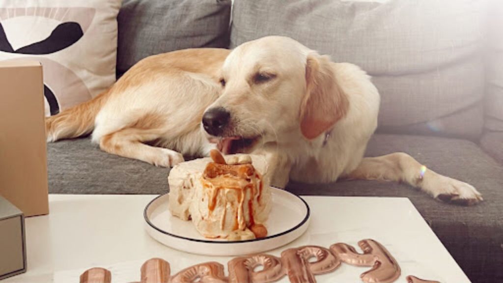 What's the difference between dog cake and normal cake?