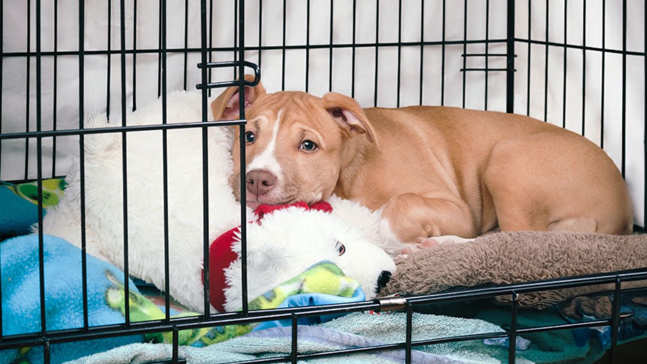 How long do dogs cry when crate training?