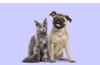 Crock Pot Cat And Dog Food
