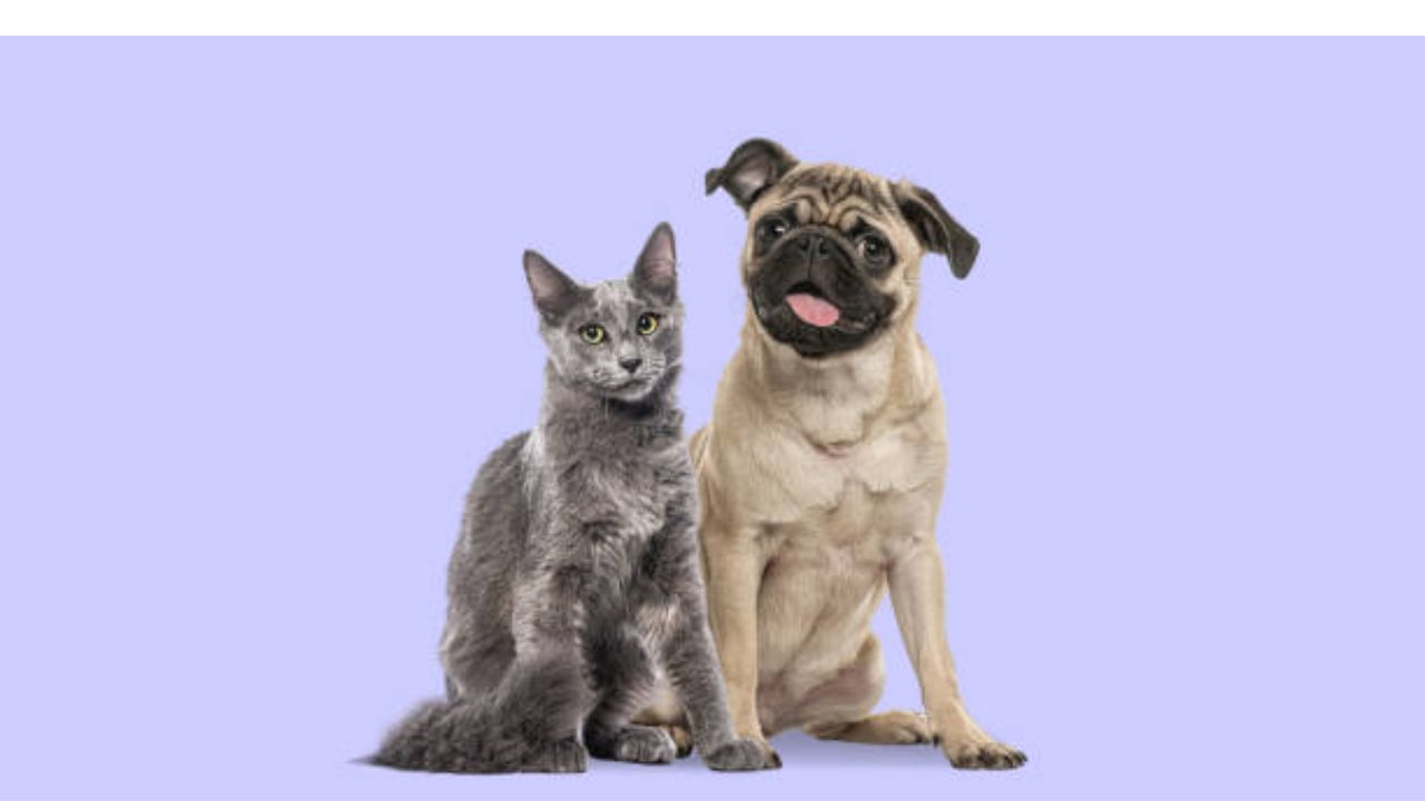Crock Pot Cat And Dog Food