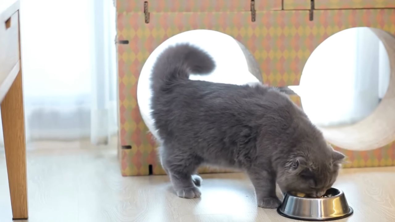 Can cats eat cooked eggs?