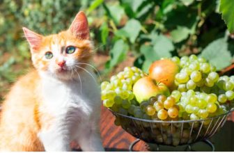 Can Cats Eat Grapes