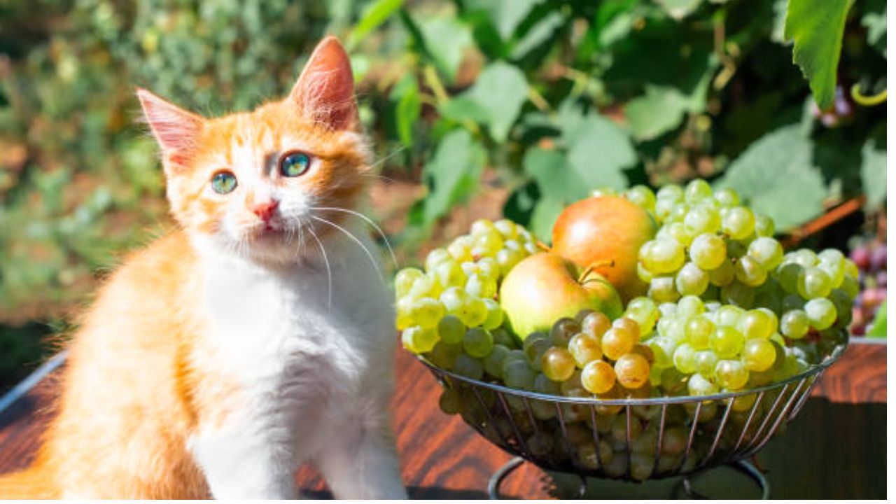 Can Cats Eat Grapes