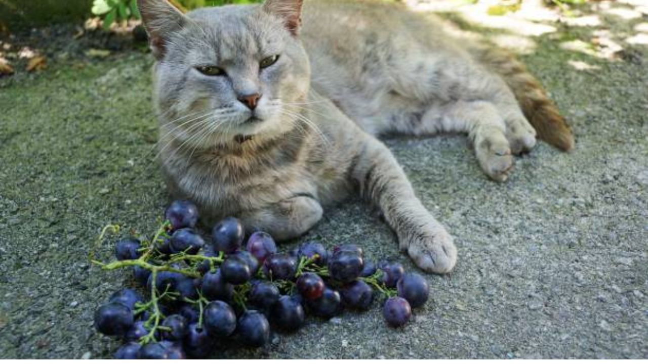 What happens if my cat ate a grape?