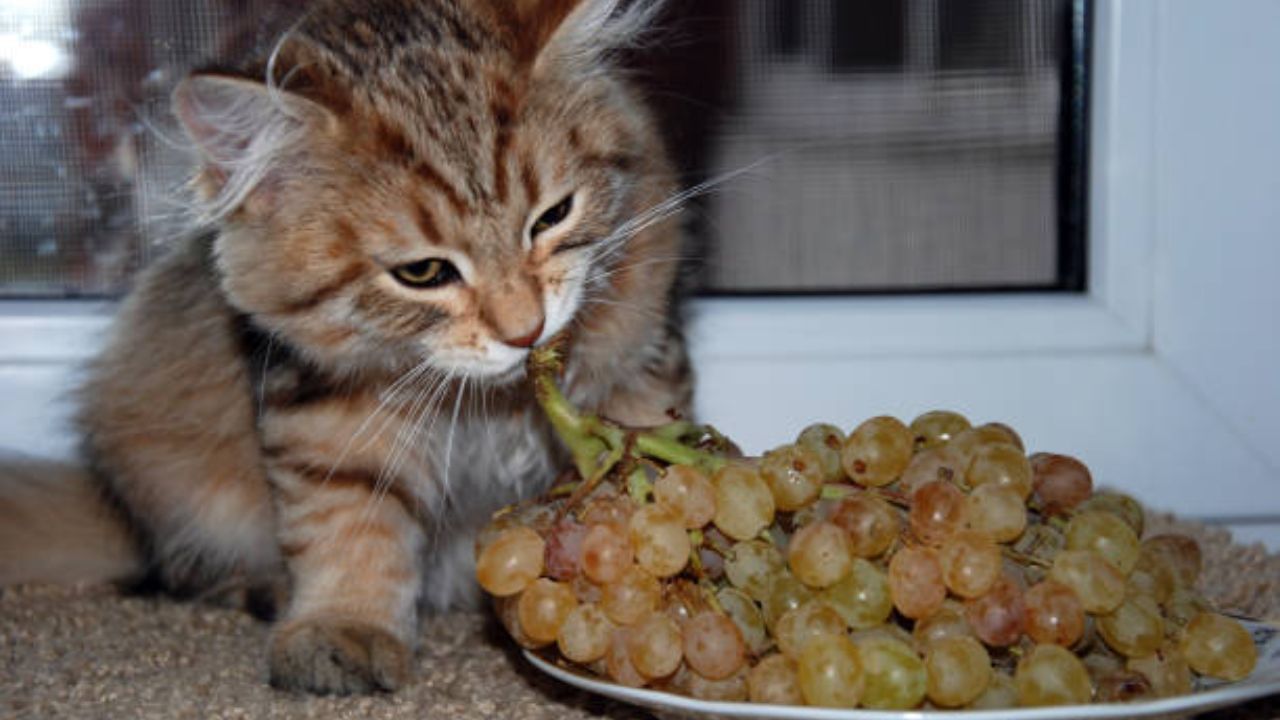 Can my cat lick a grape?