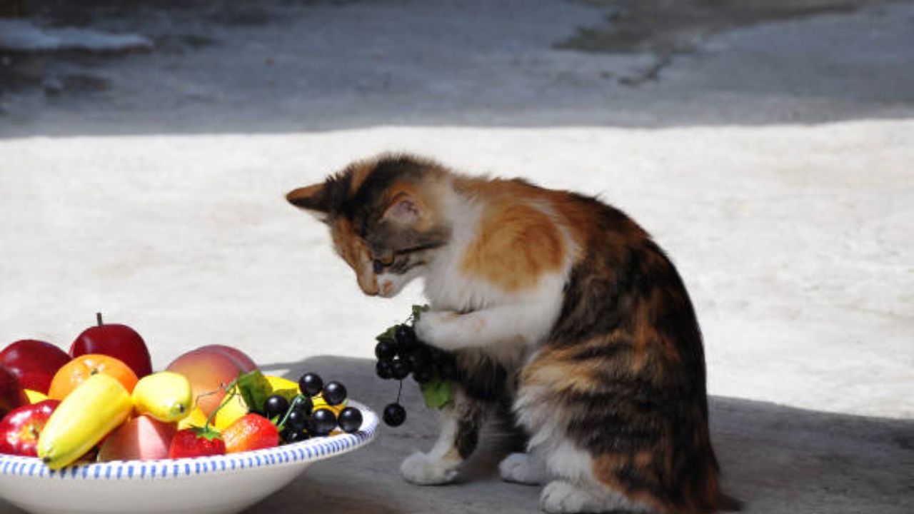 Why does my cat love grapes?