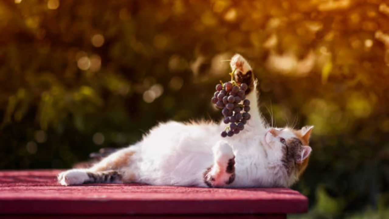 Is grape flavor toxic to cats?