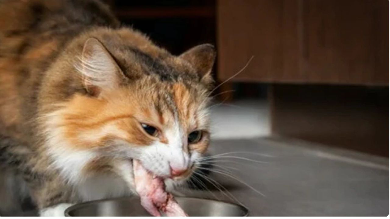What kind of raw meat can cats eat?