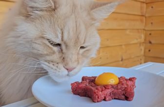 Can Cats Eat Raw Meat