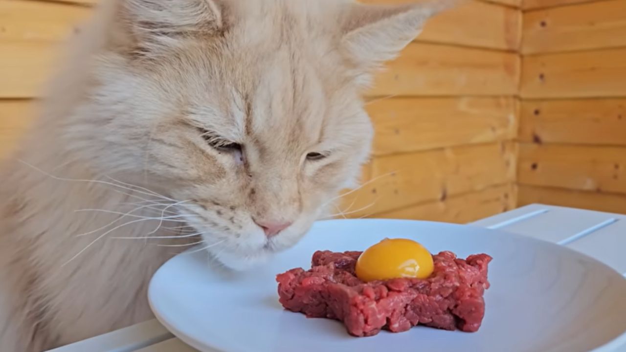 Can Cats Eat Raw Meat