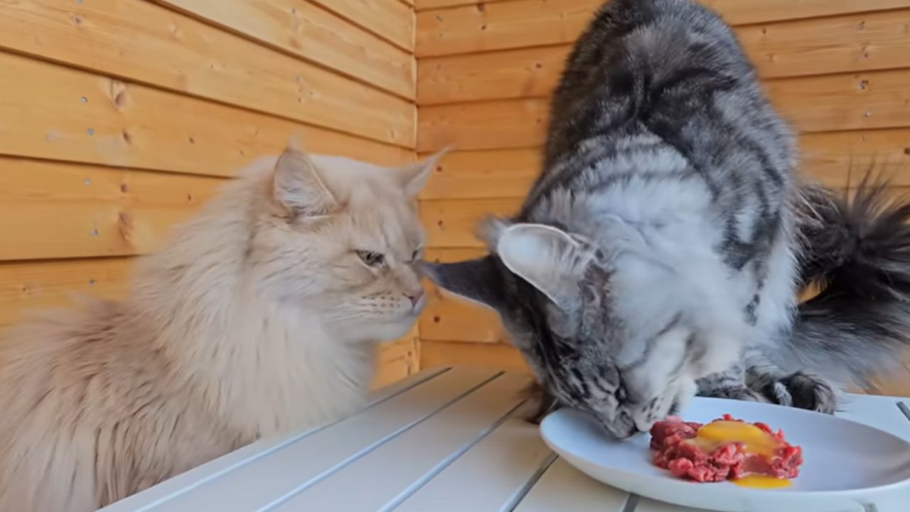 Can I feed my cat raw chicken?