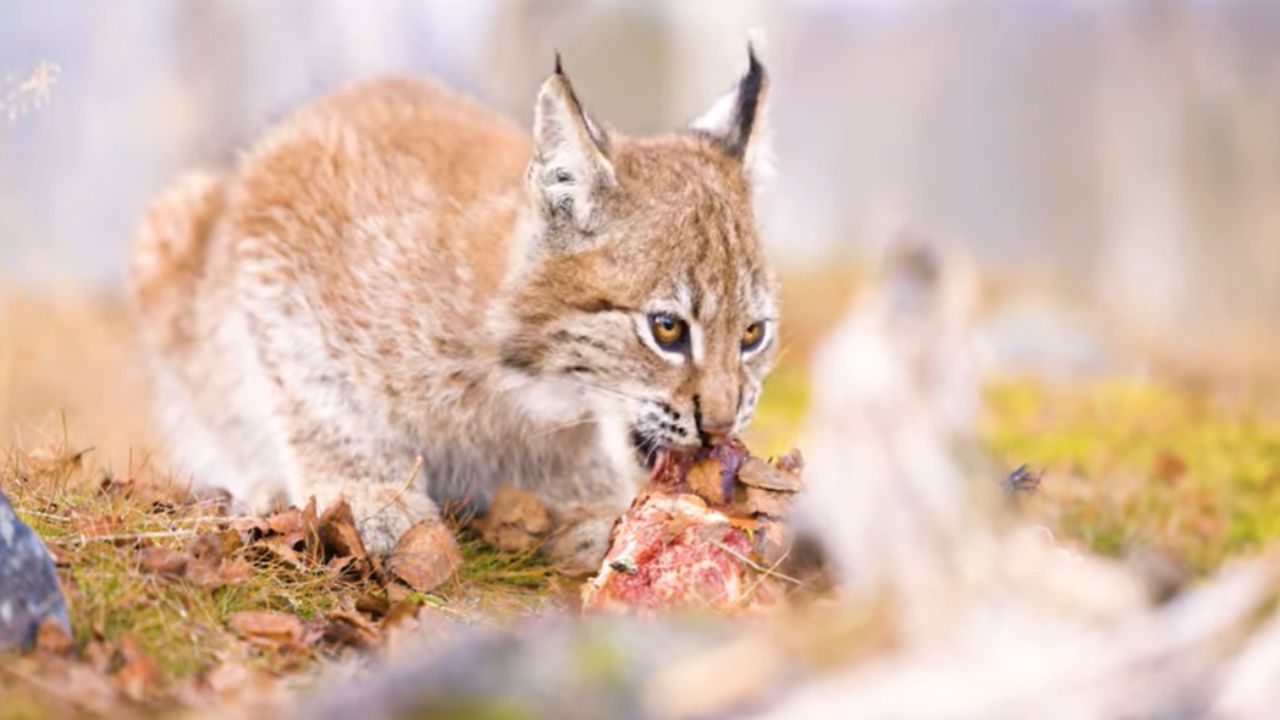 What will happen if a cat eats raw meat?