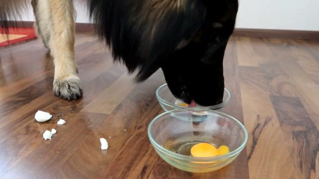 Is it good to put egg in dog food?