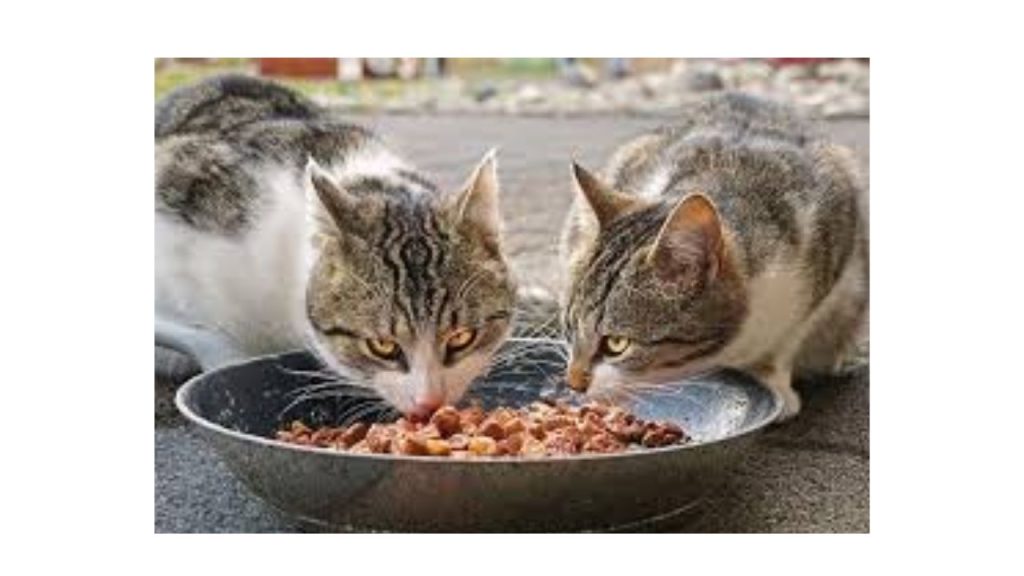 Hypoallergenic Homemade Cat Food Recipes