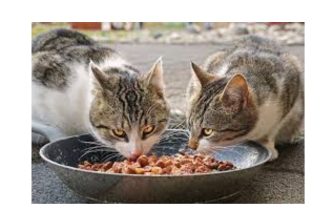 Hypoallergenic Homemade Cat Food Recipes