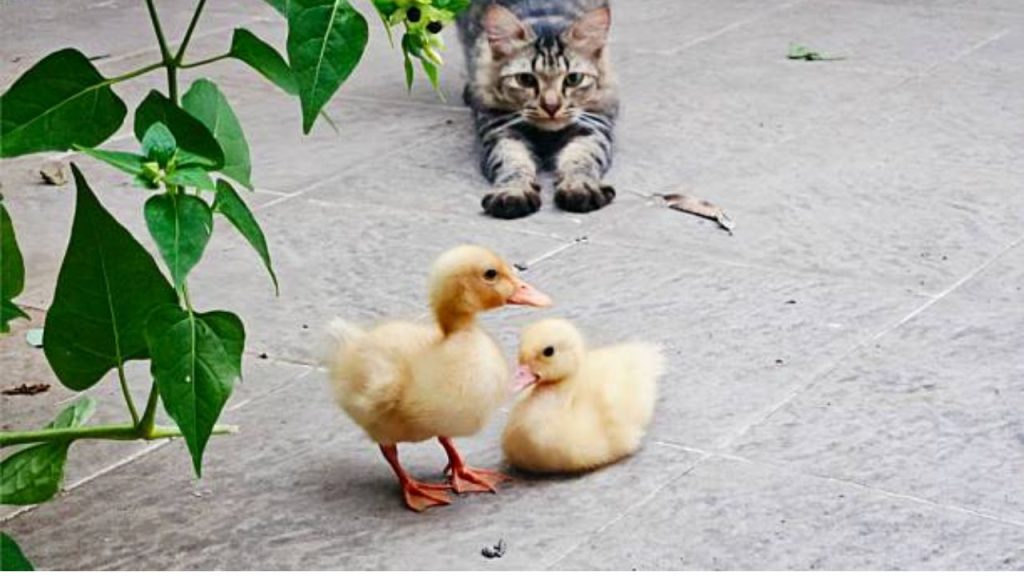 Is Duck Good for Cats?
