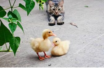 Is Duck Good for Cats?