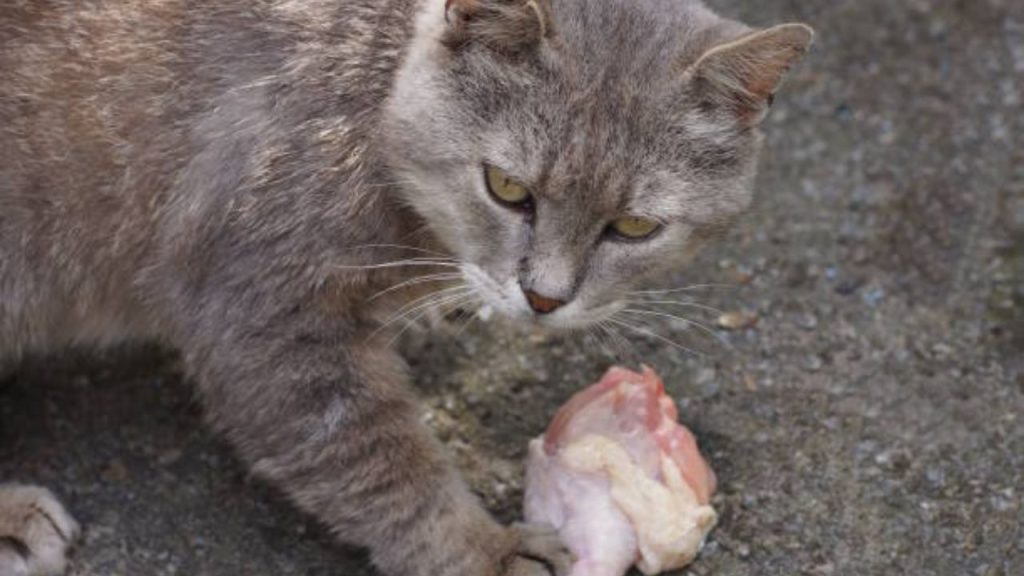 Is duck easy for cats to digest?