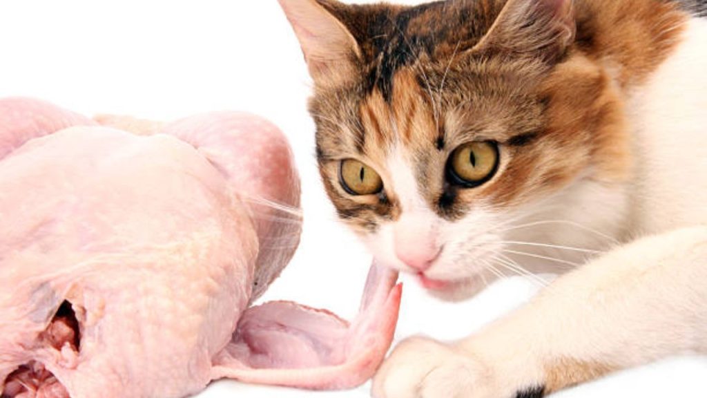 What's better for cats, duck or chicken?