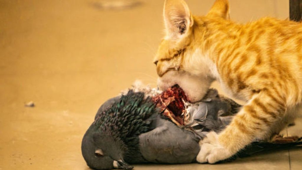 How to cook duck for a cat?