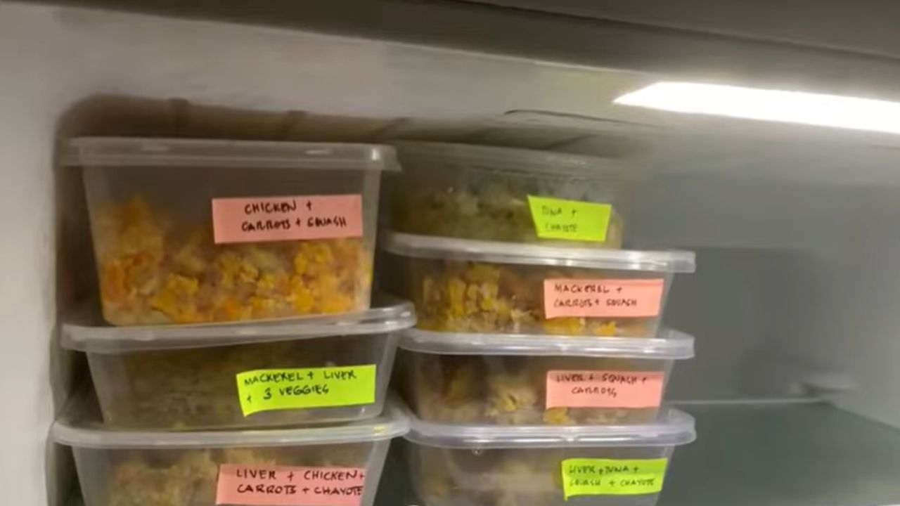 What is the healthiest homemade food for cats?
