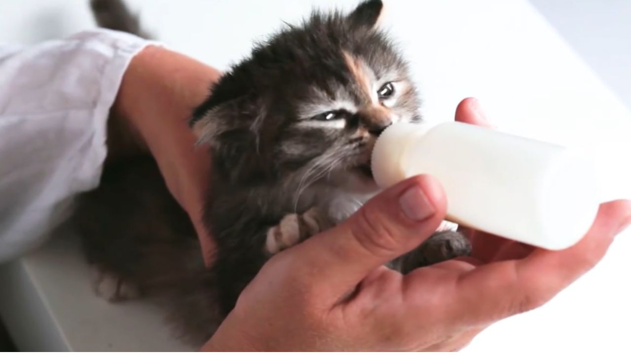 Nutritious DIY Cat Food Recipes