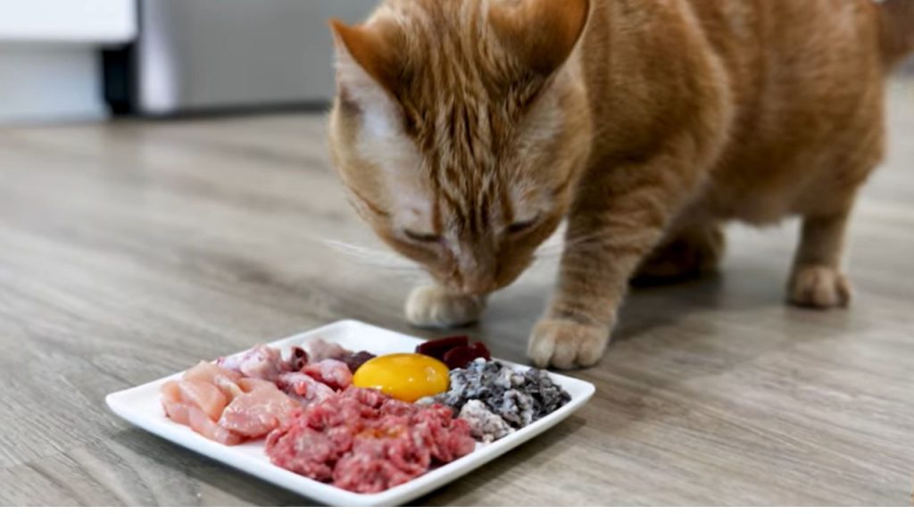 How nutritious is chicken for cats?