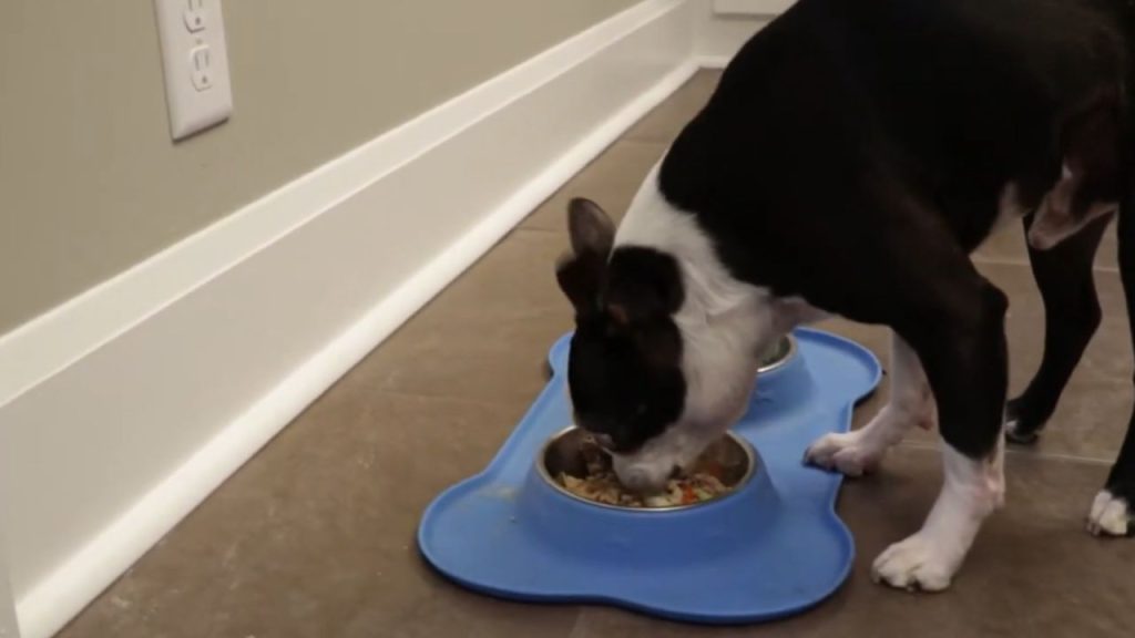Is turkey a good food for dogs?