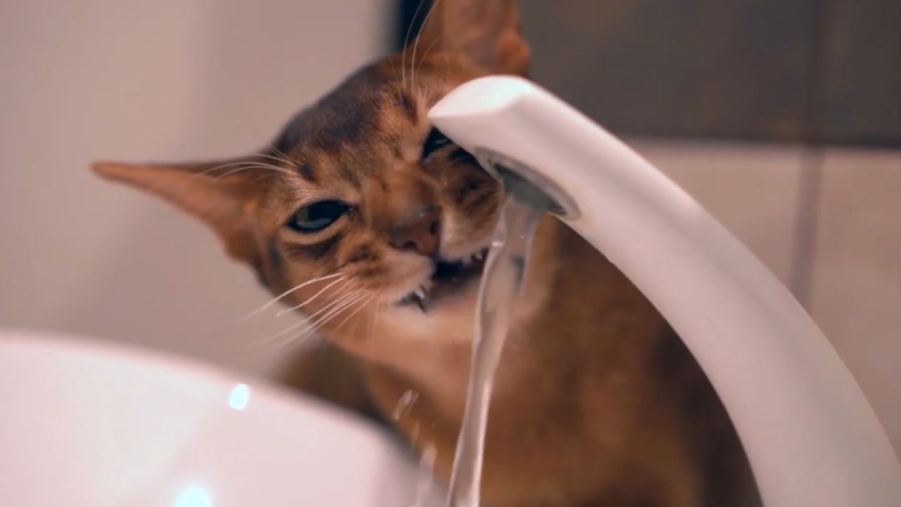 What liquids can a cat drink?