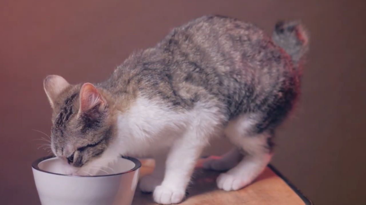 What do cats mostly drink?
