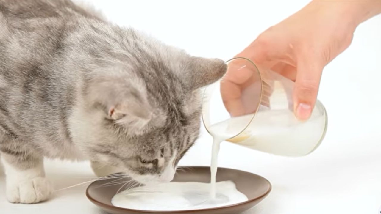 Can you give a cat milk?