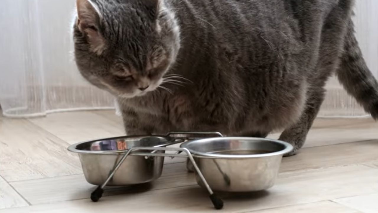 What do cats mostly drink?