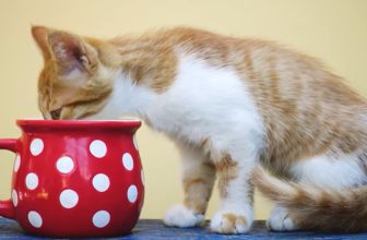 What Do Cats Drink