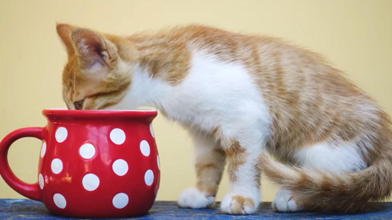 What Do Cats Drink