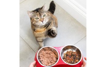 10 Homemade Cat Food Recipes