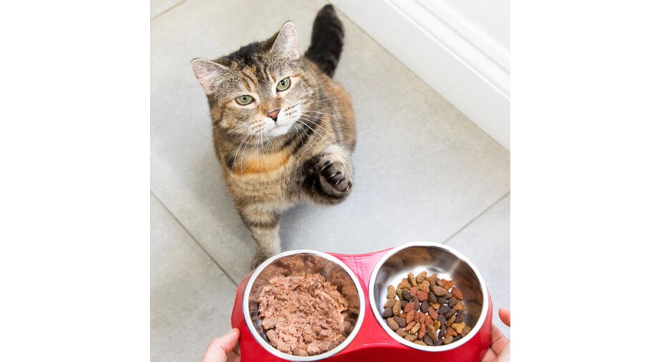 10 Homemade Cat Food Recipes