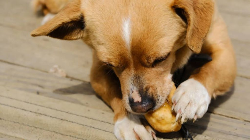 How much potatoes can a dog eat?