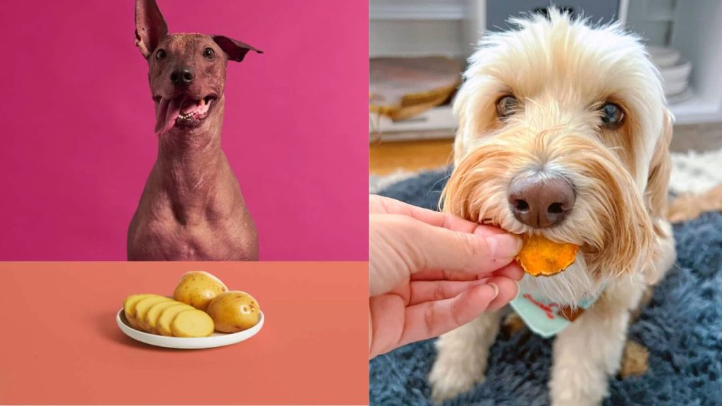 Which is better for dogs, potatoes or rice?