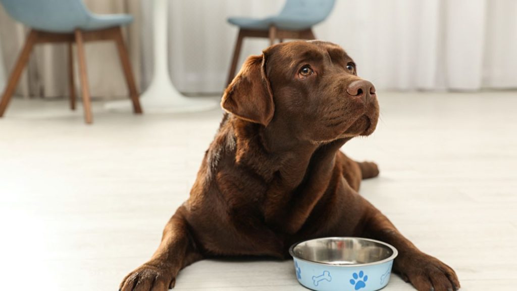 Is homemade gravy okay for dogs?