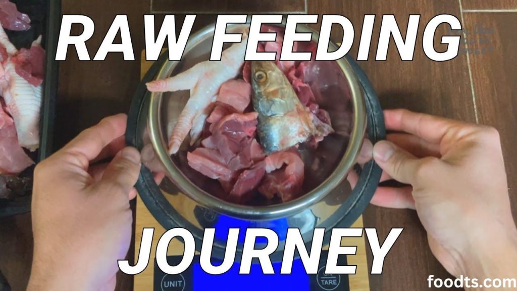 What to feed my dog on a raw diet?