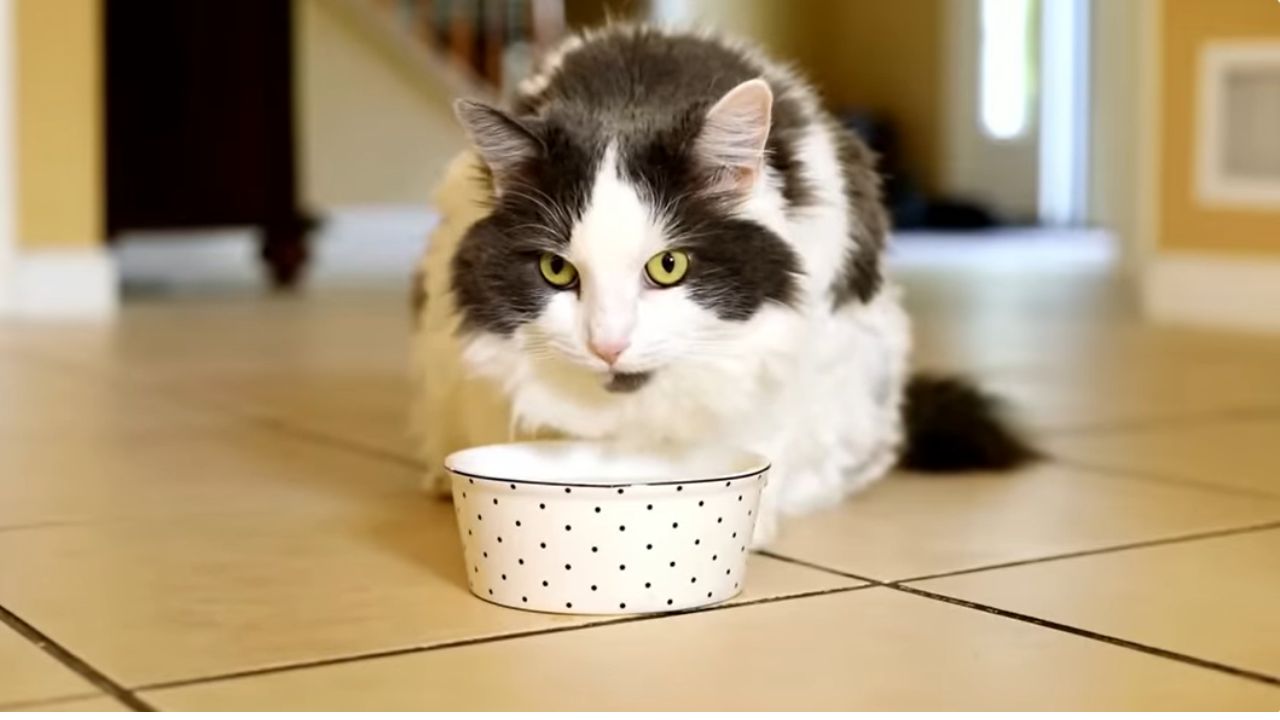 What are the 4 Types of Cat Food