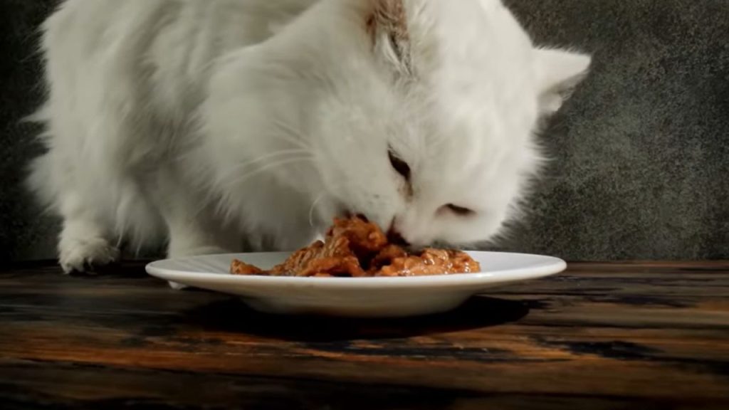 How many types of cat food are there?