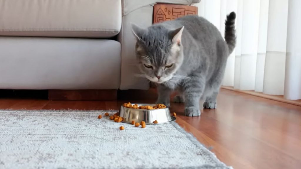What is 4 plus cat food?