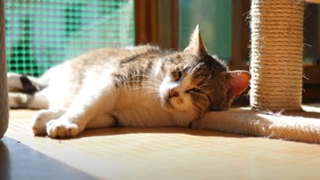 What is the 3 3 3 rule for moving cats?